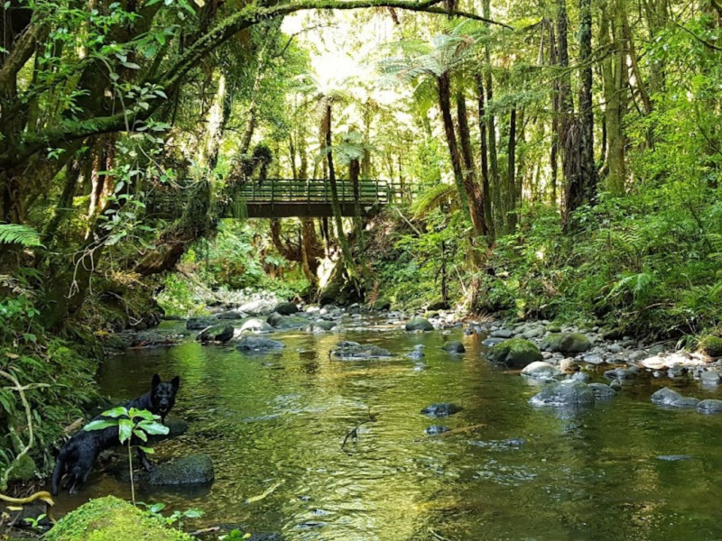 Patea SP Survey photo