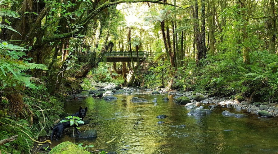 Patea SP Survey photo
