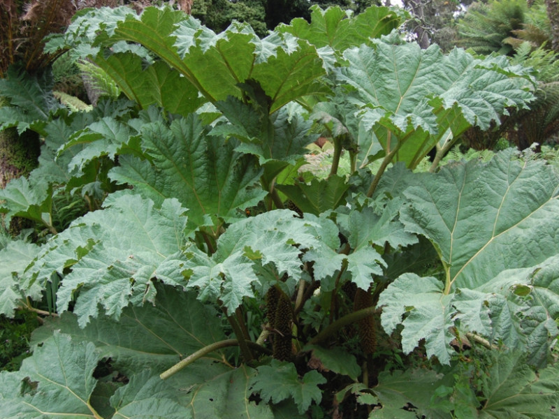 Giant gunnera Giant gunnera