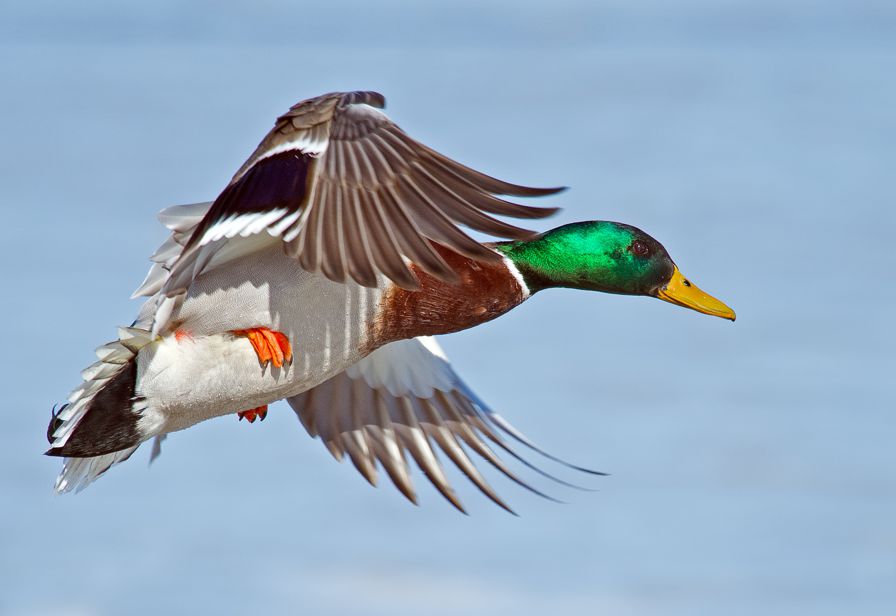 Mallard duck