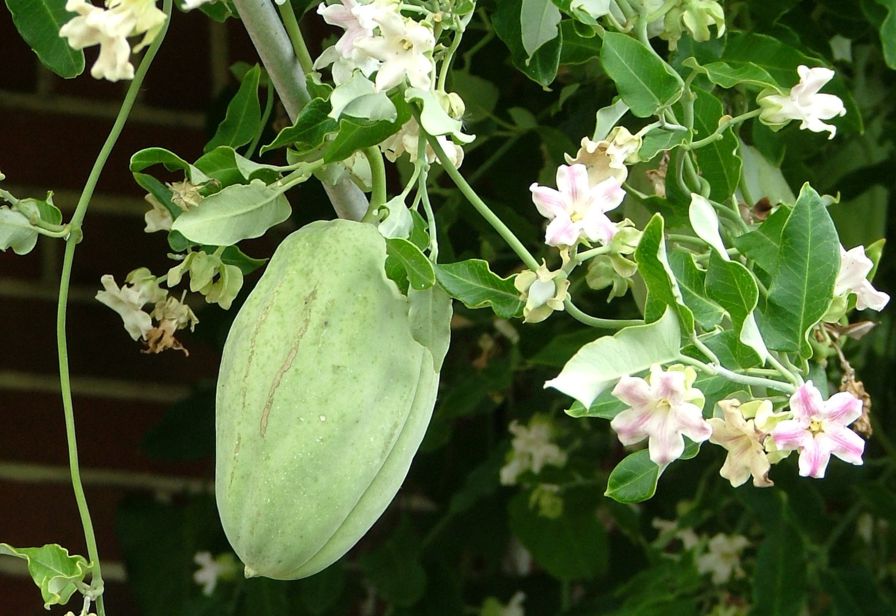 Moth plant