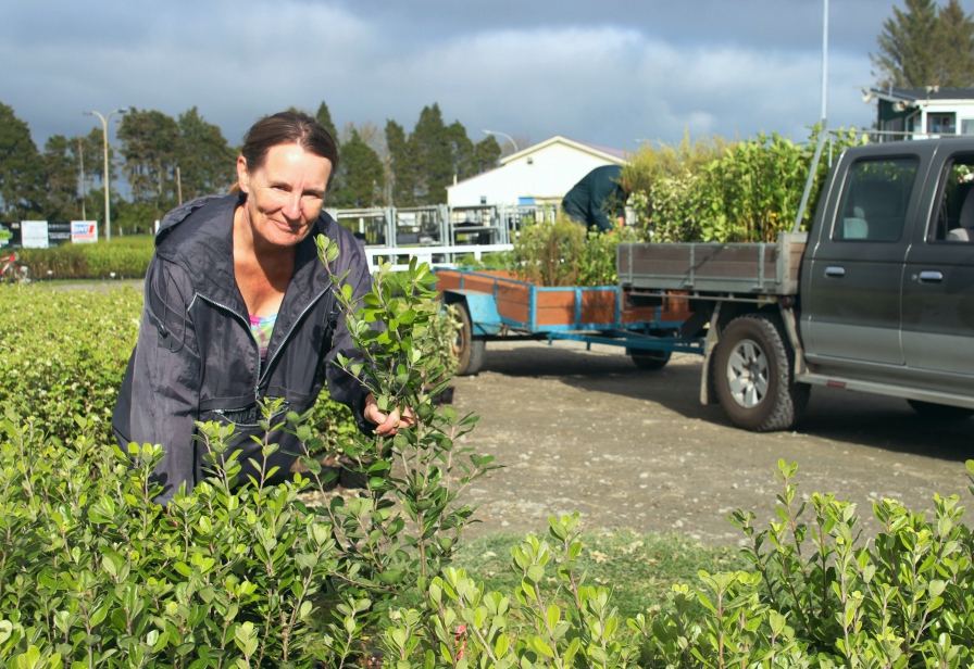 Click to view larger image Plants are distributed to Taranaki farmers for streamside planting