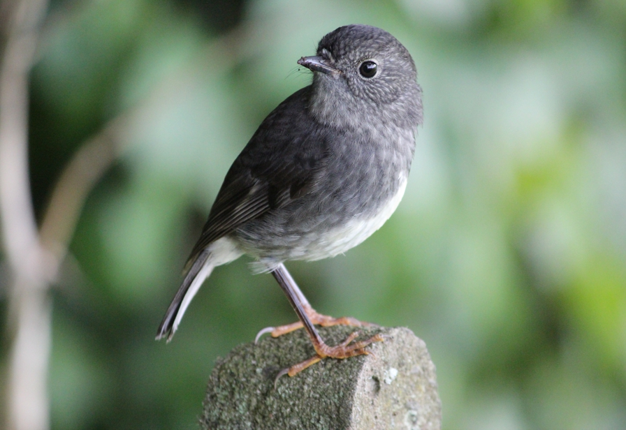 North Island Robin