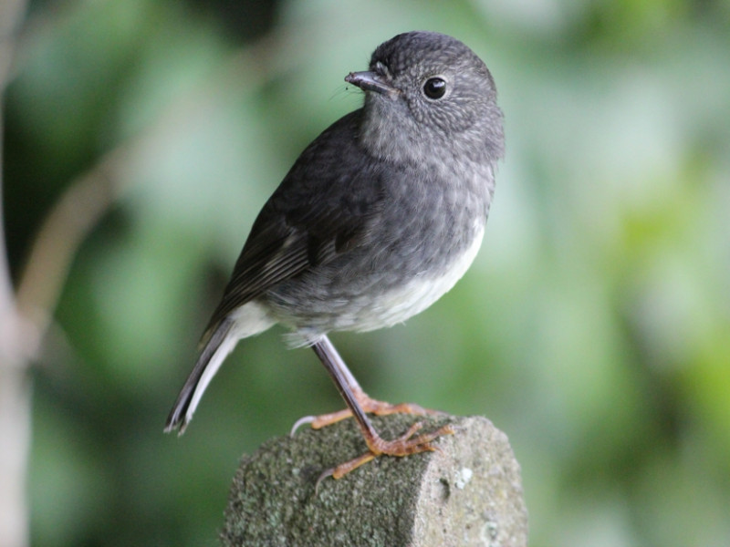 North Island Robin