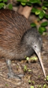 Kiwi. 