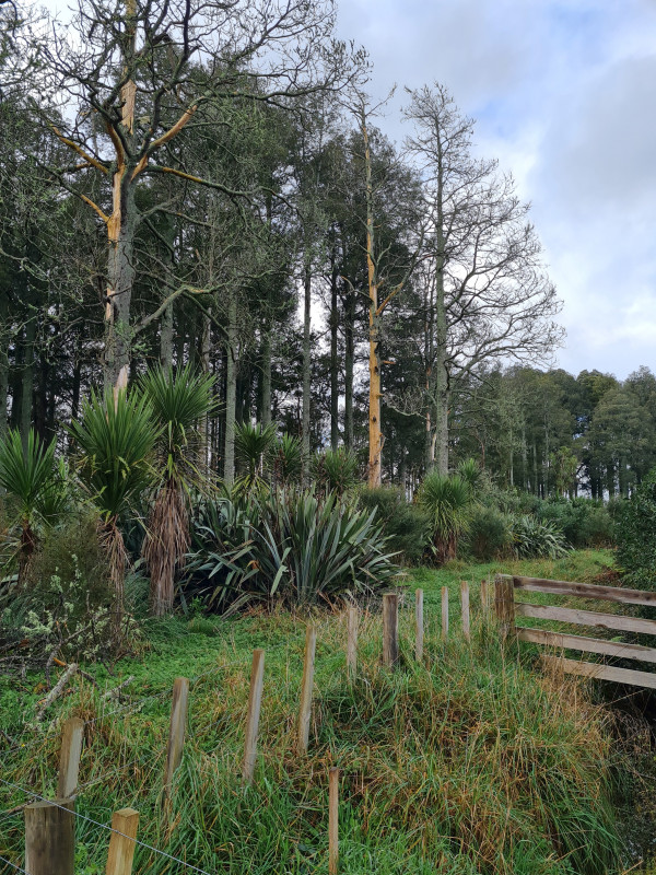 Severe kahikatea dieback in Waikato