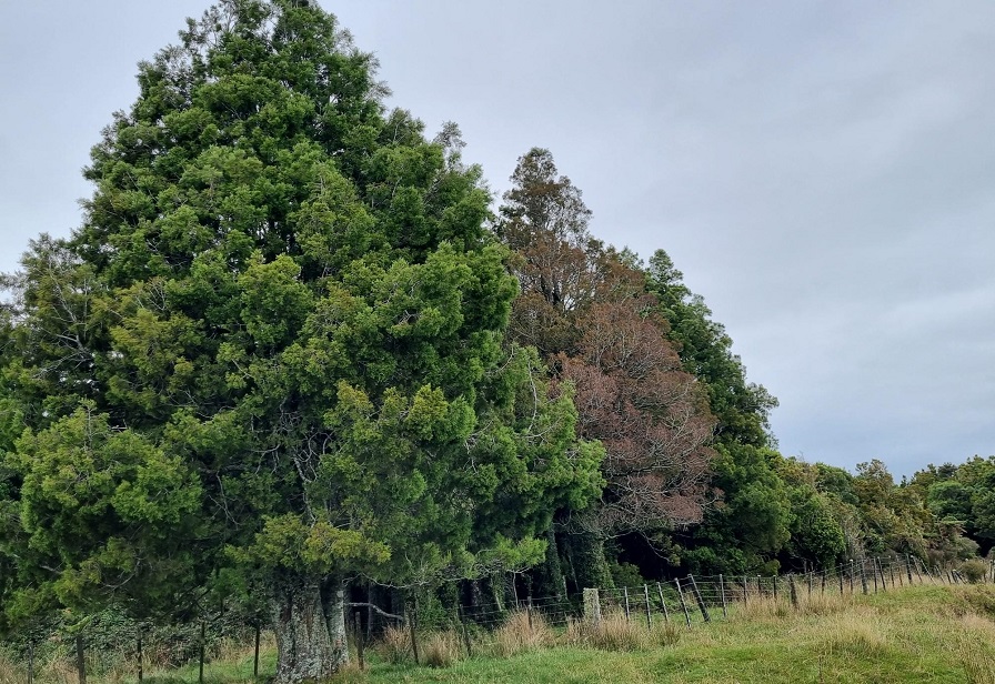 web size Kelsi dead kahikatea in healthy forest