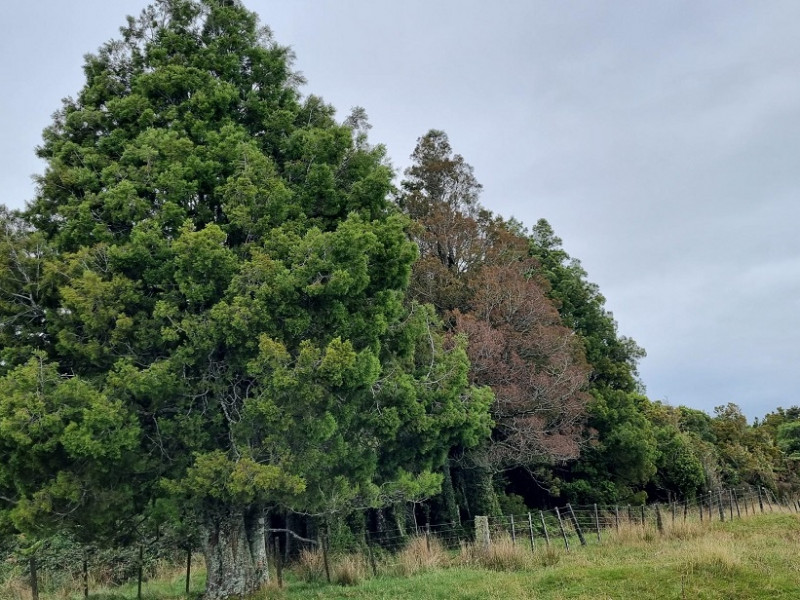 web size Kelsi dead kahikatea in healthy forest