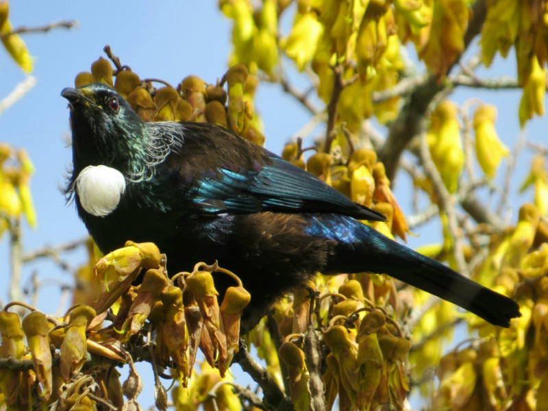 Bird tui websit resized2