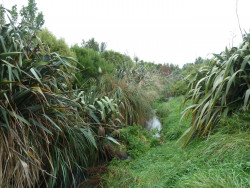 Riparian planting in Taranaki