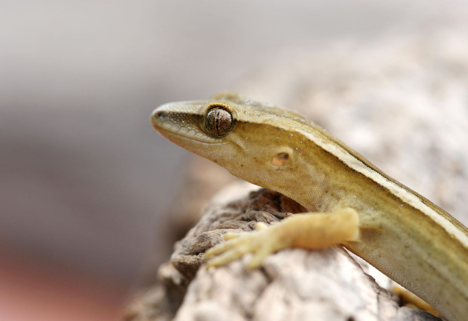 Goldstripe Gecko