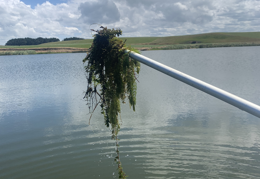 Hornwort at L. Lupton Herengawe web