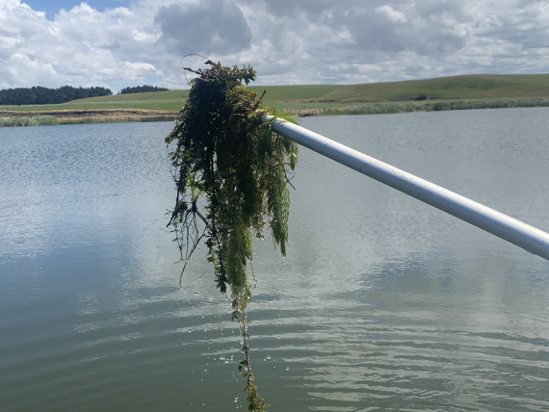 Hornwort at L. Lupton Herengawe web