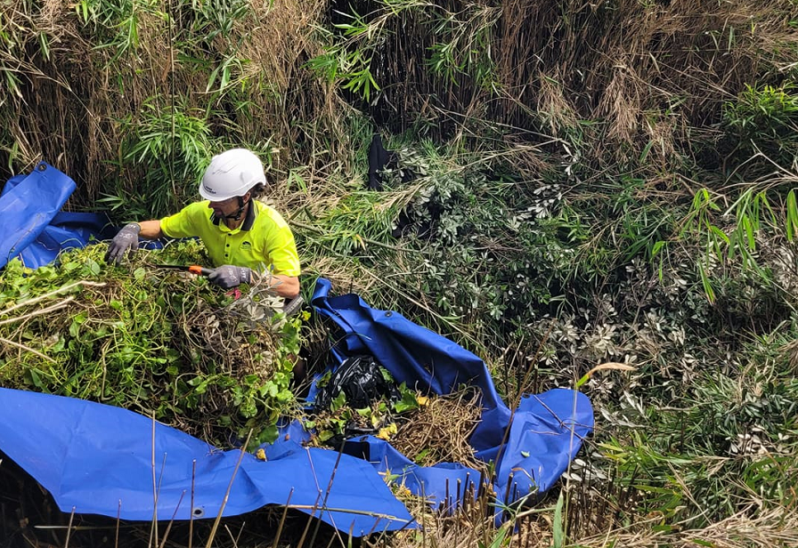 Madeira vine removal 2
