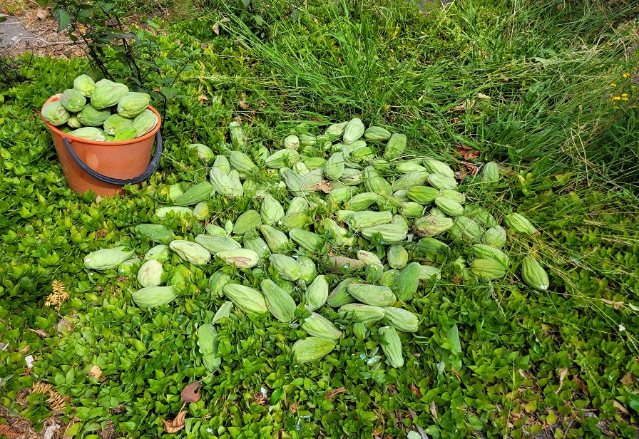 Moth plant pods