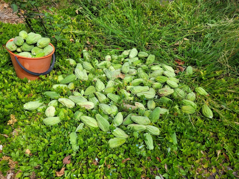 Moth plant pods