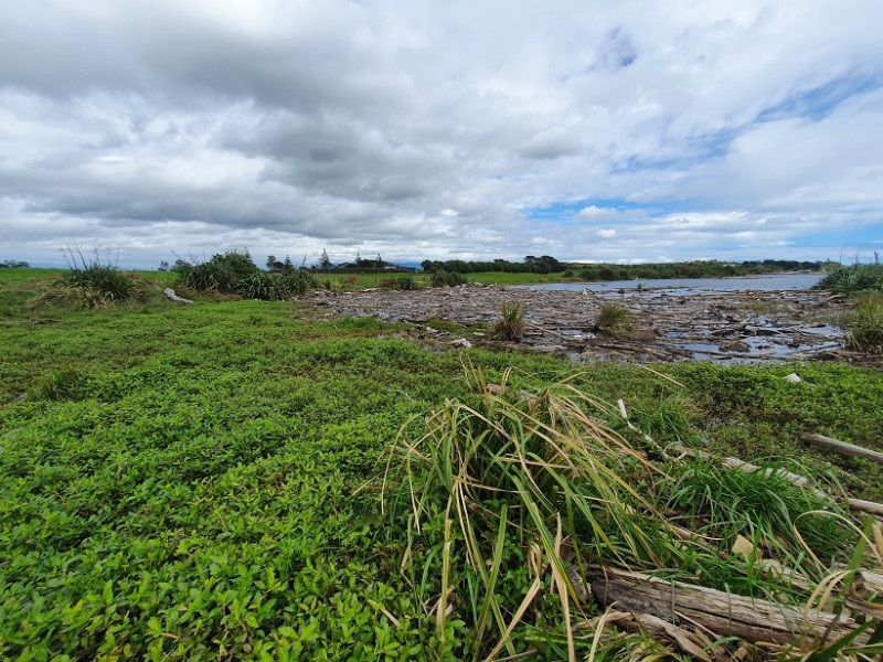 alligator weed waitara sept