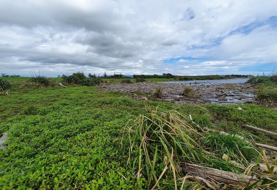 Alligator weed in a Waitara lagoon September 2022 alligator weed waitara sept