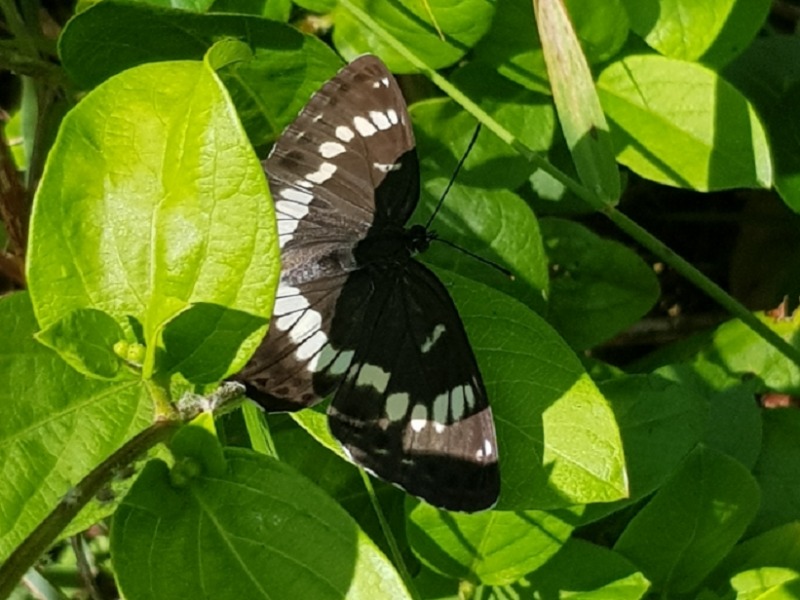 Honshu white admiral butterfly butterflyresized