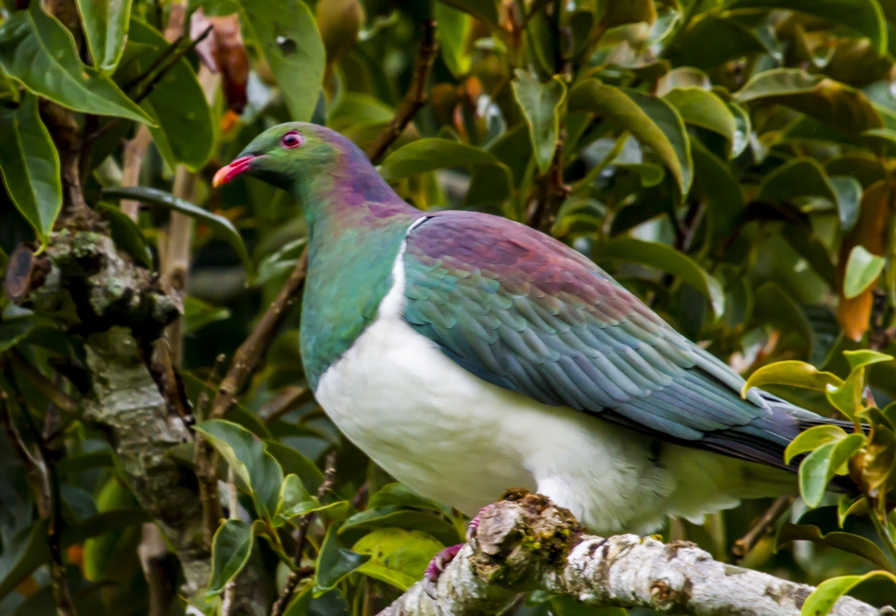 Kereru