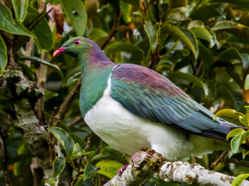 Kereru