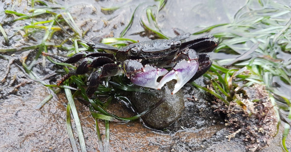 Coastal - Crab in the seagrass