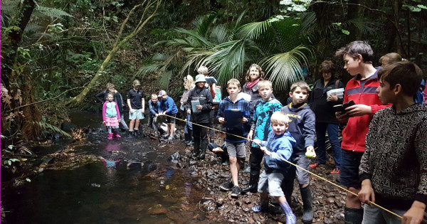 Freshwater - Ngamatapouri School students study by the stream