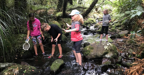 Pukeiti - Stream study