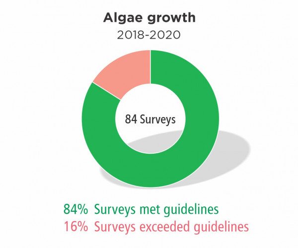 Algae growth 2018-2020