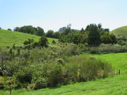 Taranaki wetland