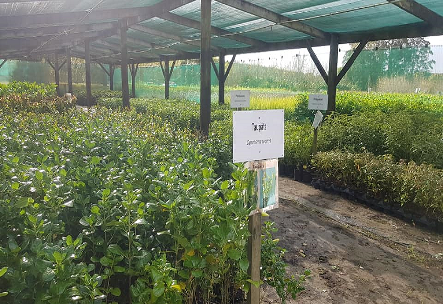 Lepperton riparian plants 2020
