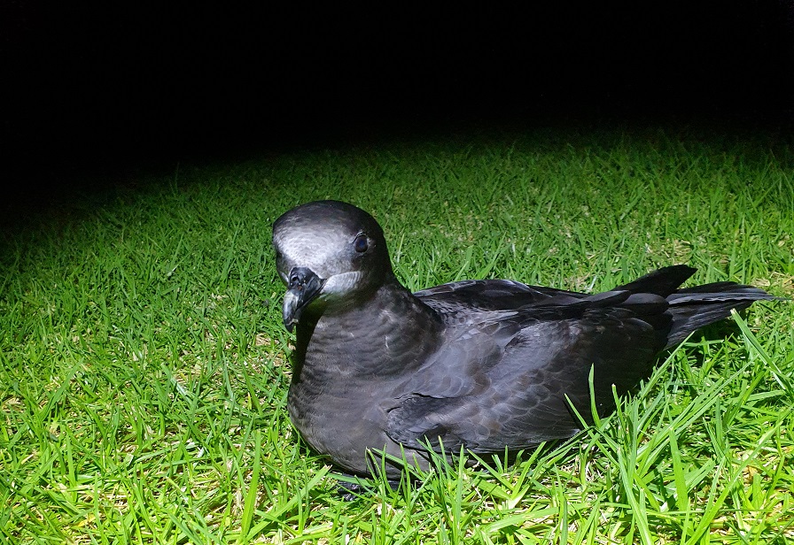 Grey-faced petrel Oakura May 2021