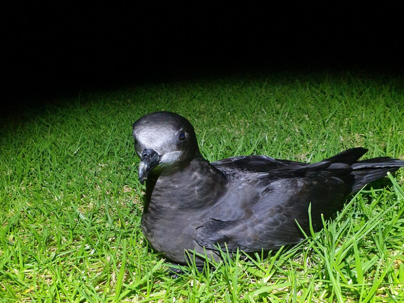 Grey-faced petrel Oakura May 2021