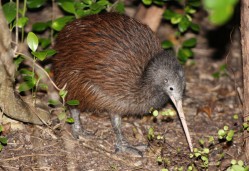 kiwi