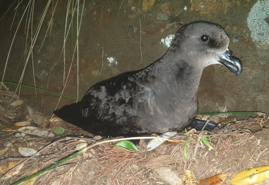 Petrel 896px web