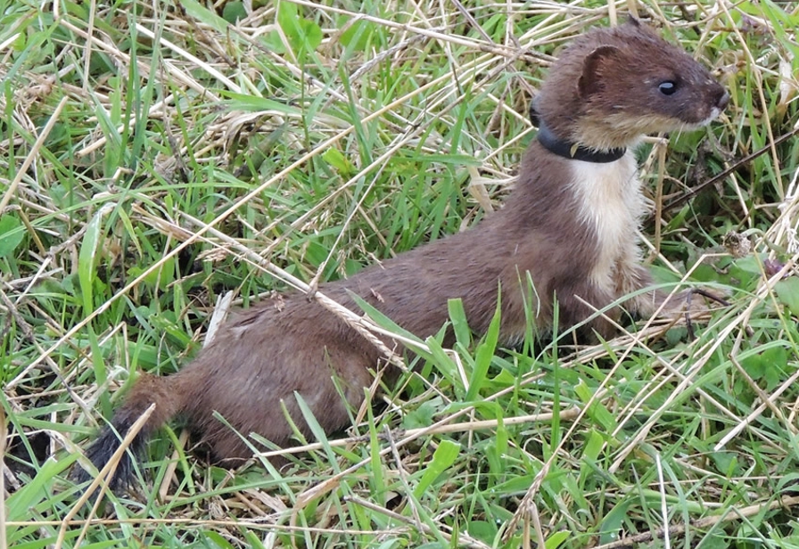 Stoat2 896px