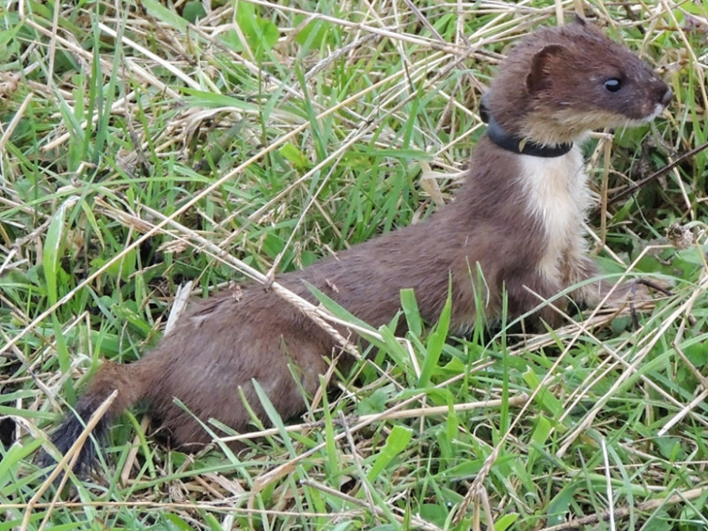 Stoat2 896px