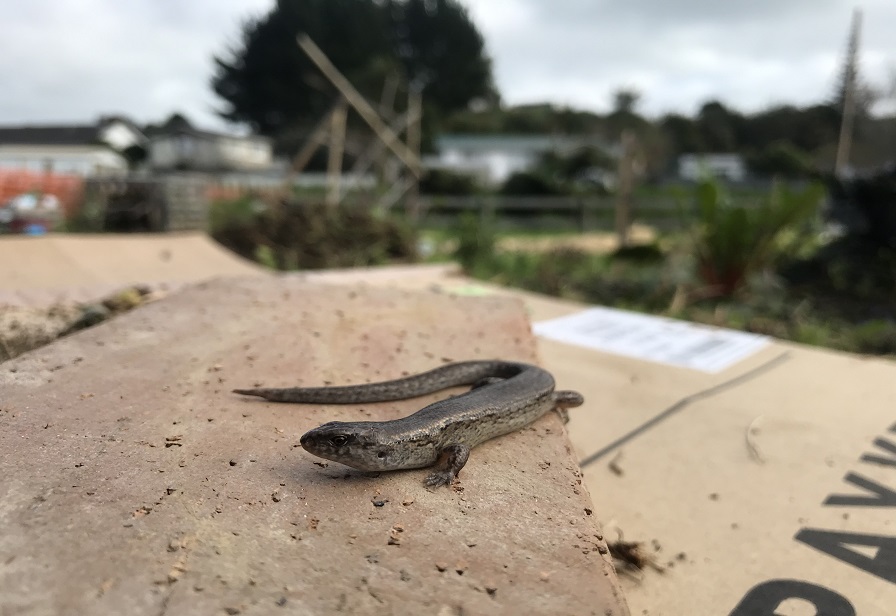 web site skink block