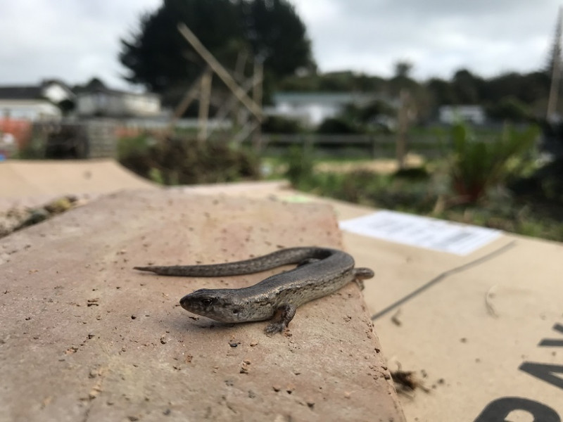 web site skink block