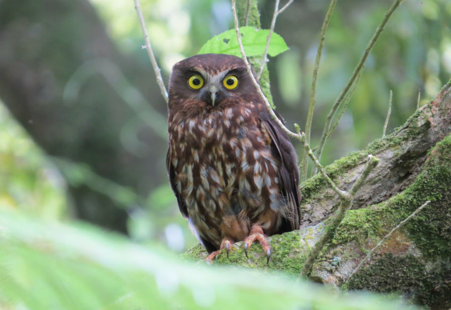 morepork web resized