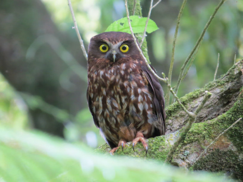 morepork web resized