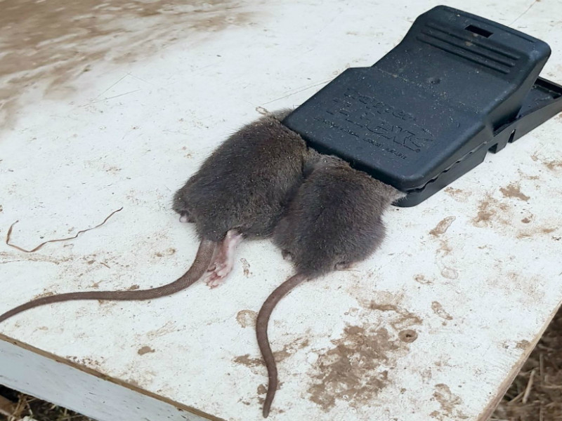 two rats in a rat trap
