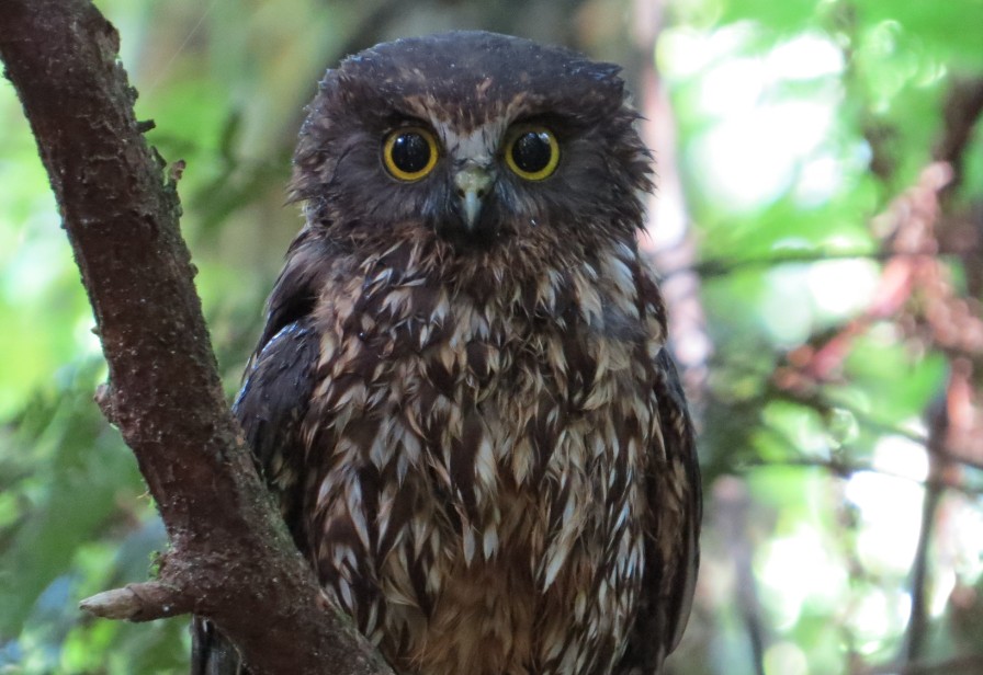 web 2 Morepork in Taranaki2