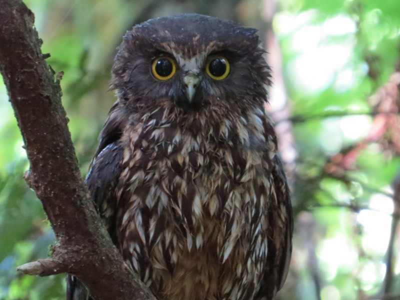 web 2 Morepork in Taranaki2