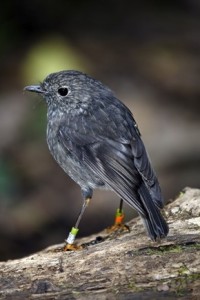 robin bird