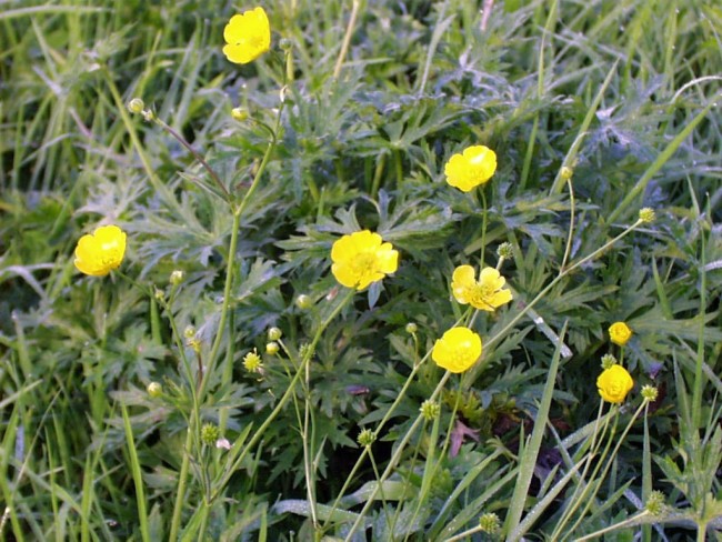 Giant buttercup. 