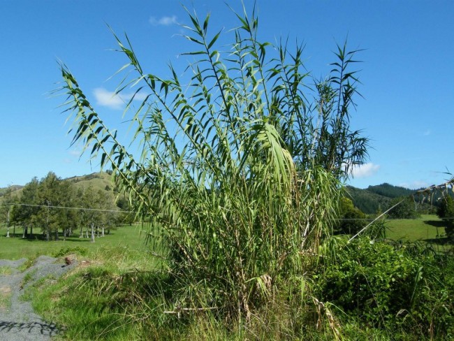 Giant reed