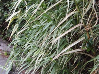 Giant reed. 