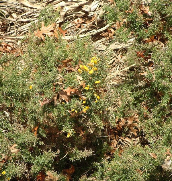 Gorse. 