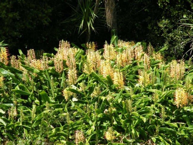 Kahili ginger